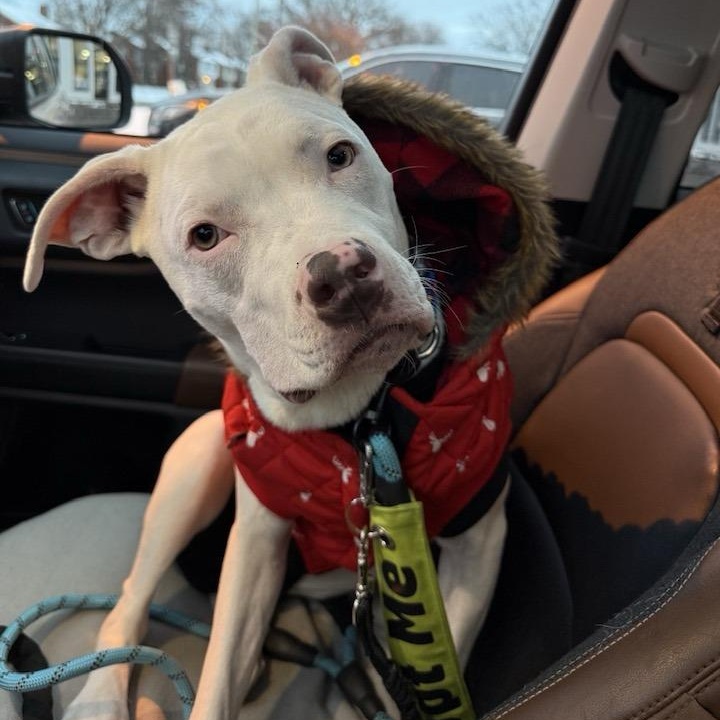 Buckwheat, Adoptable, Young Male American Staffordshire Terrier.