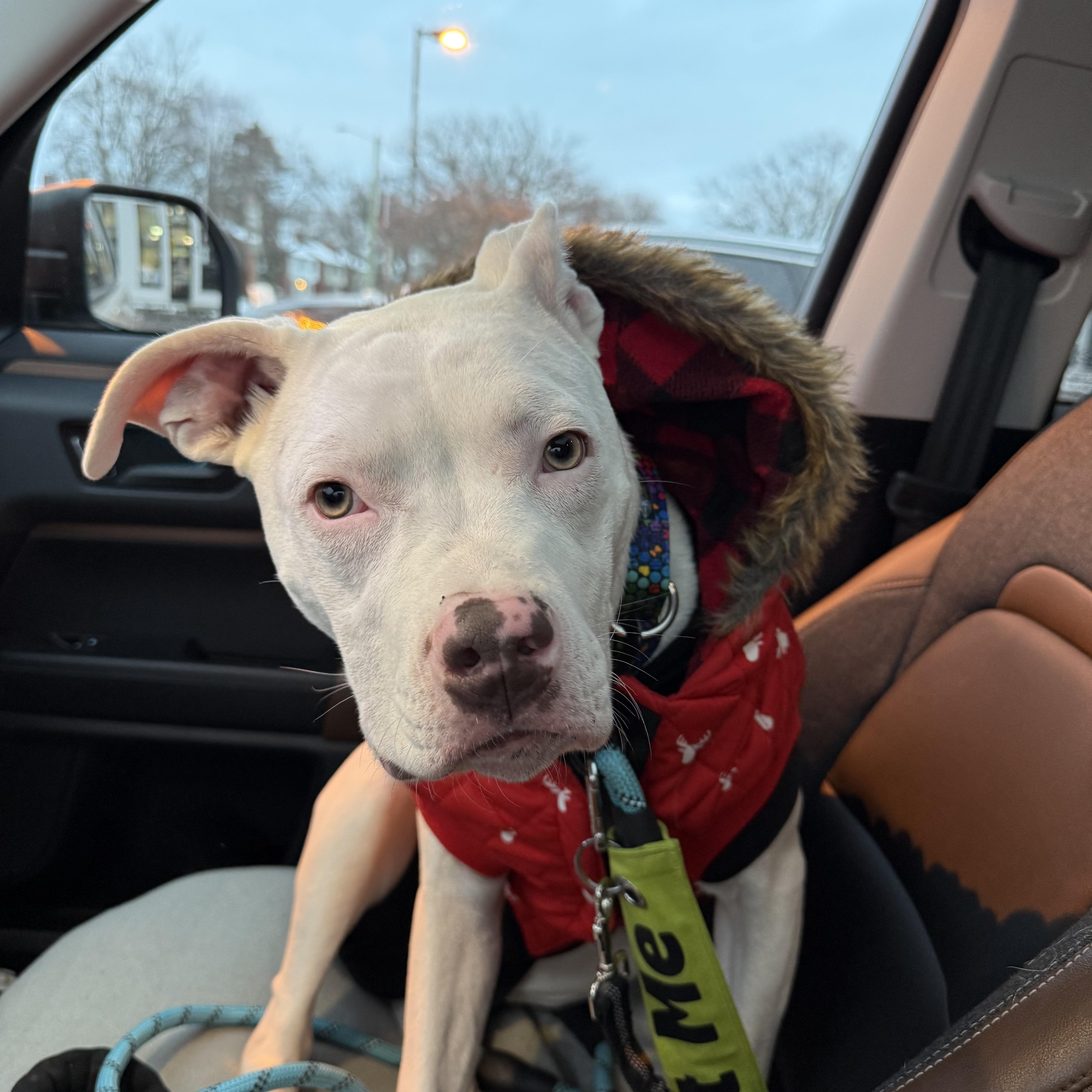Enlarge Buckwheat, a Adoptable mixed breed in Pleasant Ridge, MI image 3/5