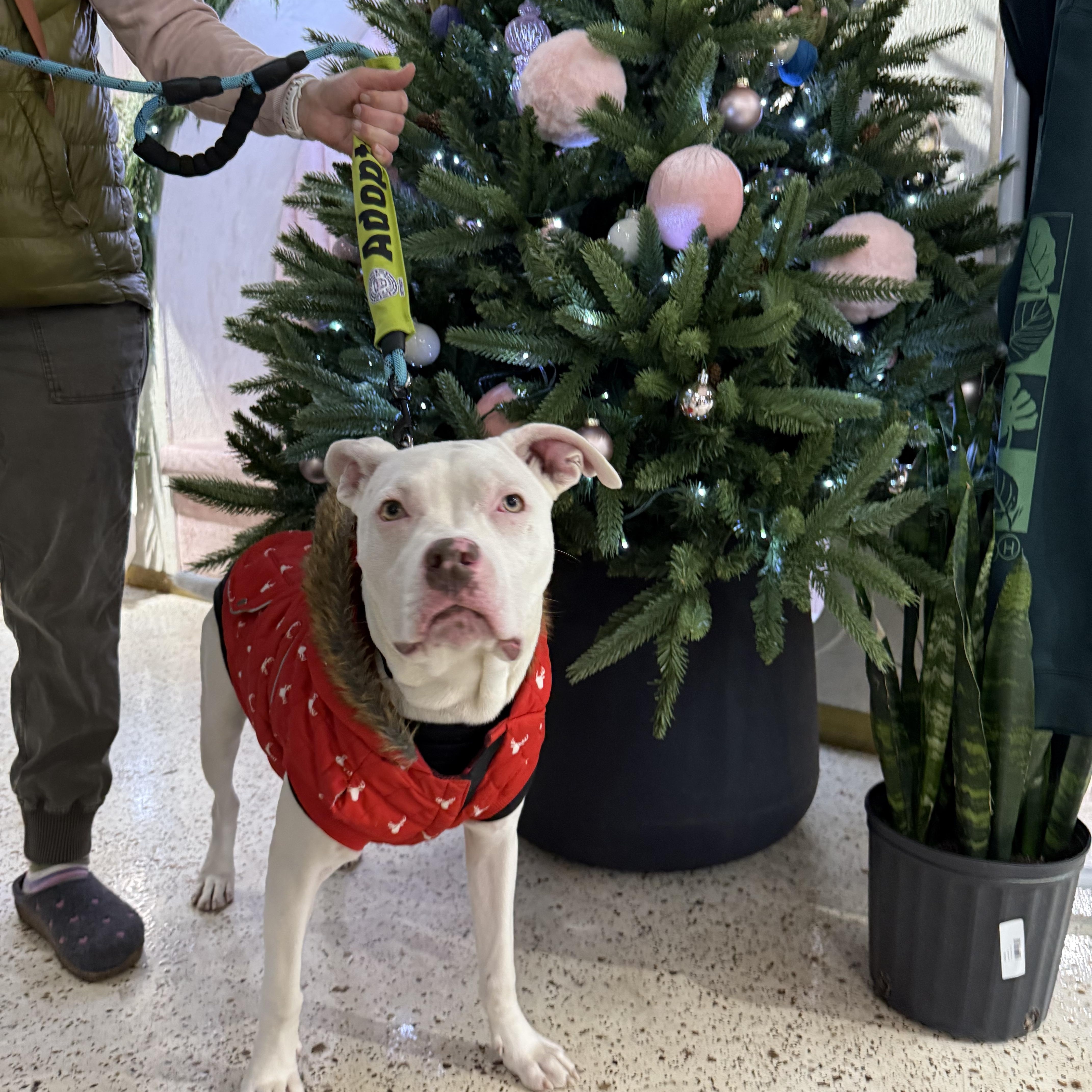 Enlarge Buckwheat, a Adoptable mixed breed in Pleasant Ridge, MI image 4/5