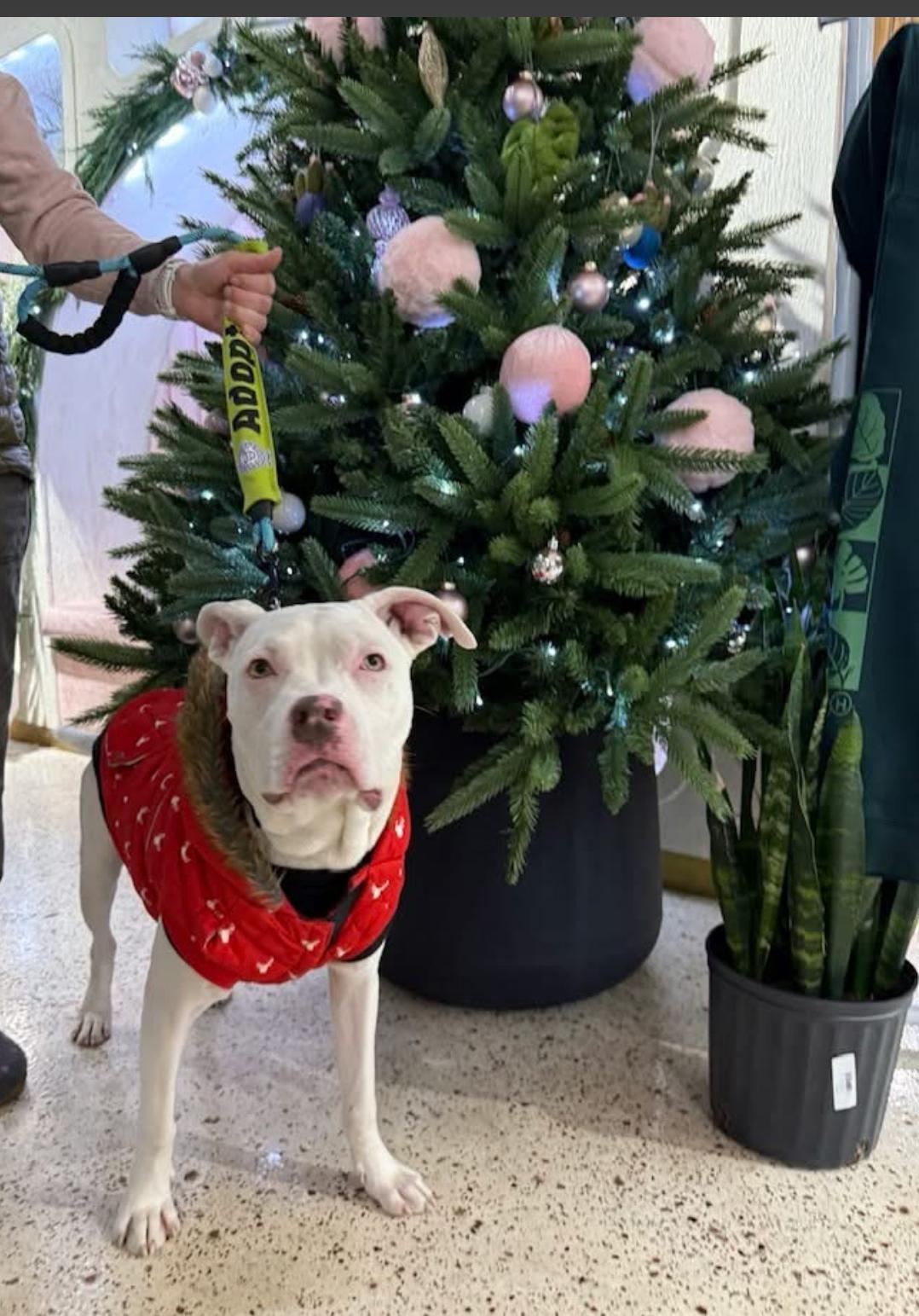 Enlarge Buckwheat, a Adoptable mixed breed in Pleasant Ridge, MI image 5/5