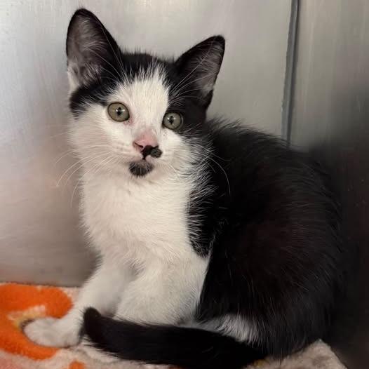26-1294 Boots, Adoptable, Kitten Male Domestic Short Hair.