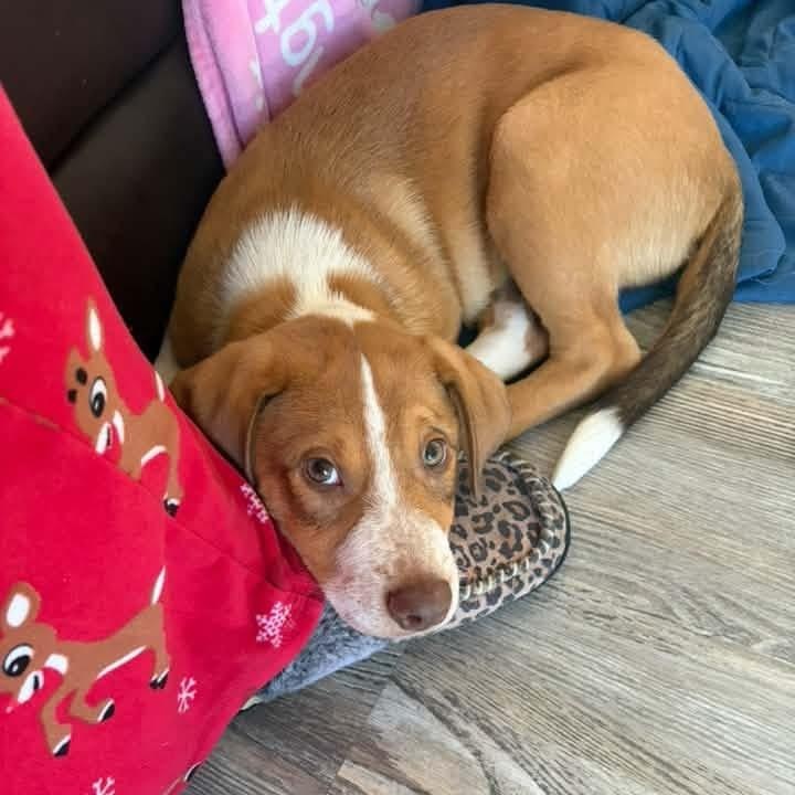 Elvis, Adoptable, Puppy Male Hound.