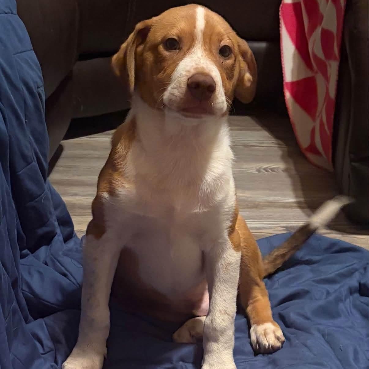 Enlarge Elvis, a Adoptable mixed breed in Greensboro, NC image 2/3