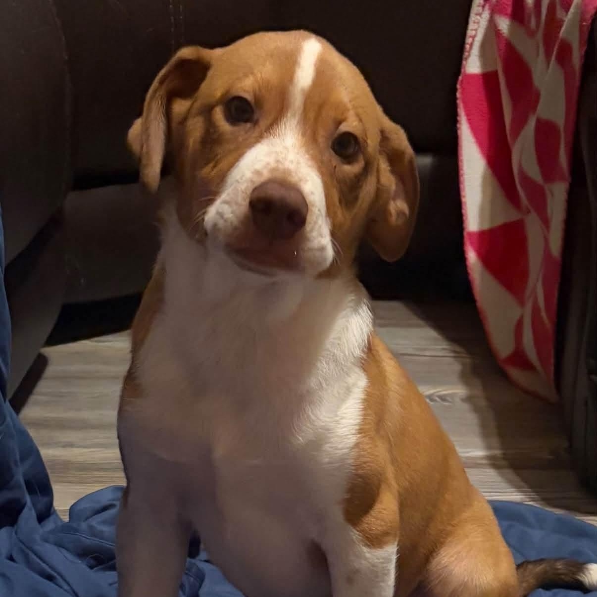 Enlarge Elvis, a Adoptable mixed breed in Greensboro, NC image 3/3