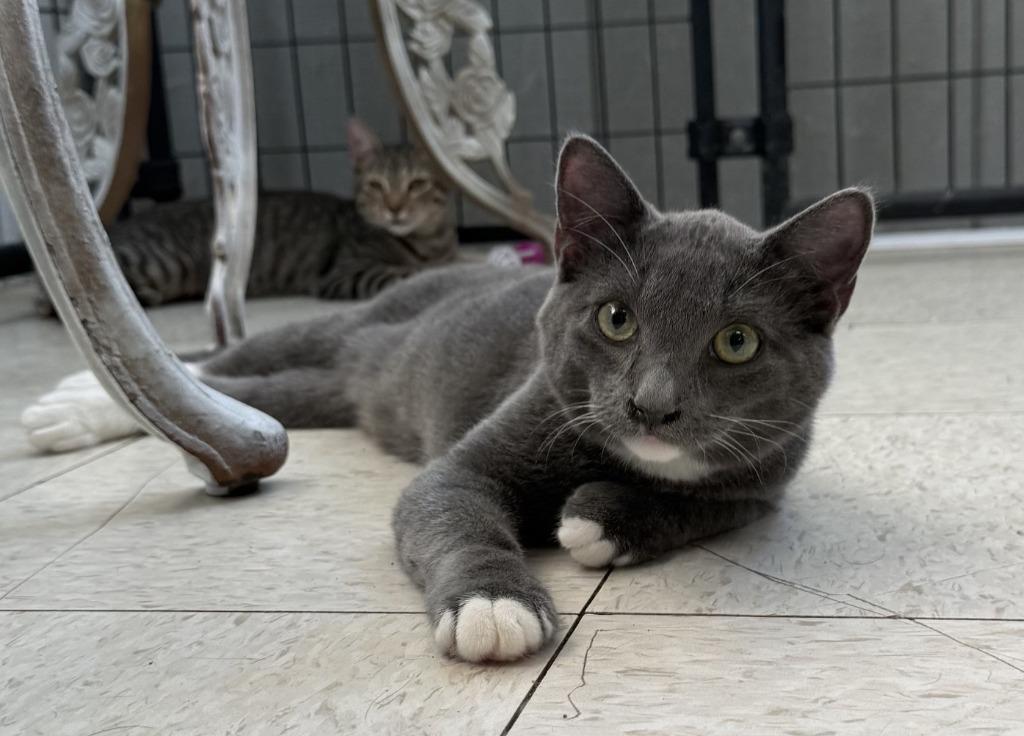 Skipper, Adoptable, Kitten Male Domestic Short Hair.