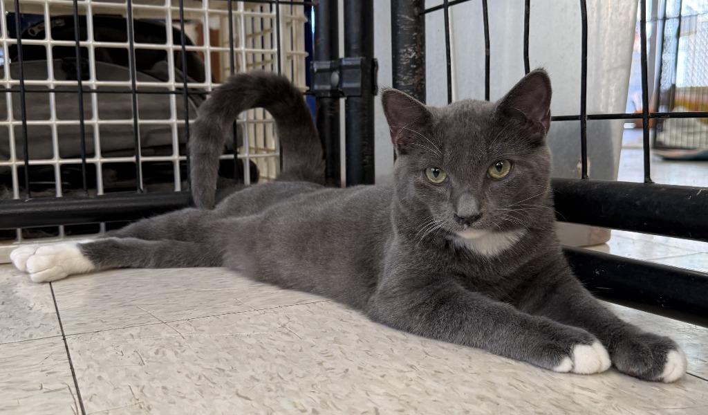 Enlarge Skipper, a Adoptable mixed breed in Lemoore, CA image 2/2
