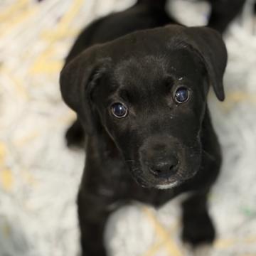 Enlarge NY Cyrus (Foster in Patterson NY), a Adoptable mixed breed in Stormville, NY image 3/3