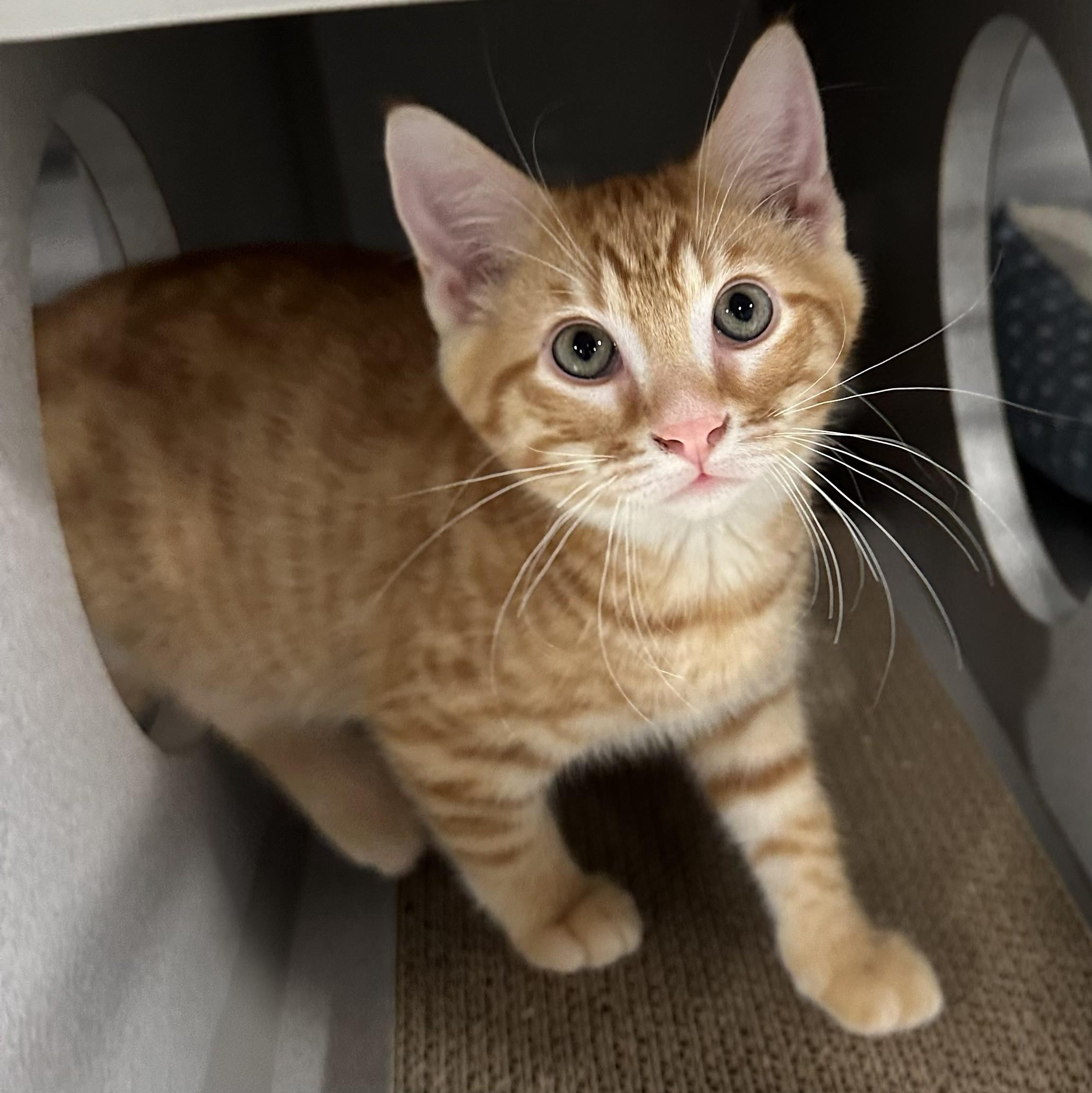 Fritter, Adopted, Young Male Domestic Short Hair.