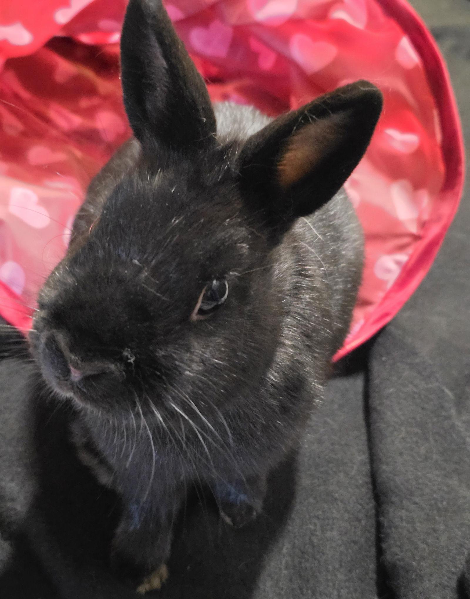 Pixel, Adoptable, Adult Male Netherland Dwarf.