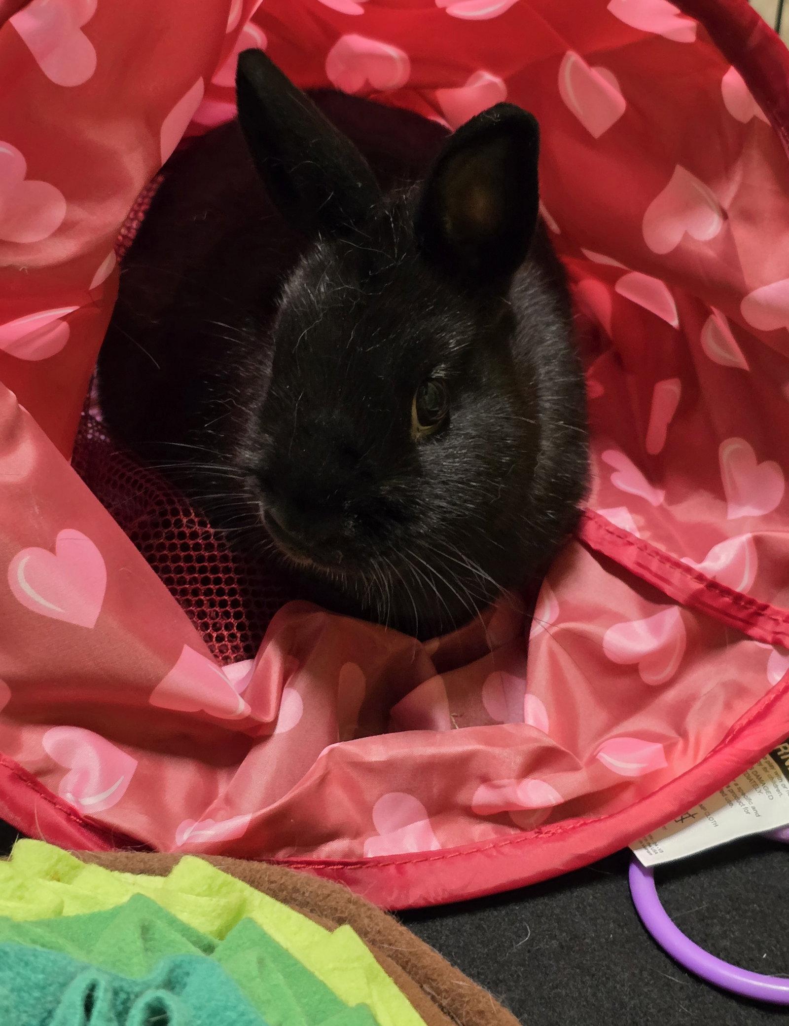 Enlarge Pixel, a Adoptable Netherland Dwarf in Philadelphia, PA image 2/3