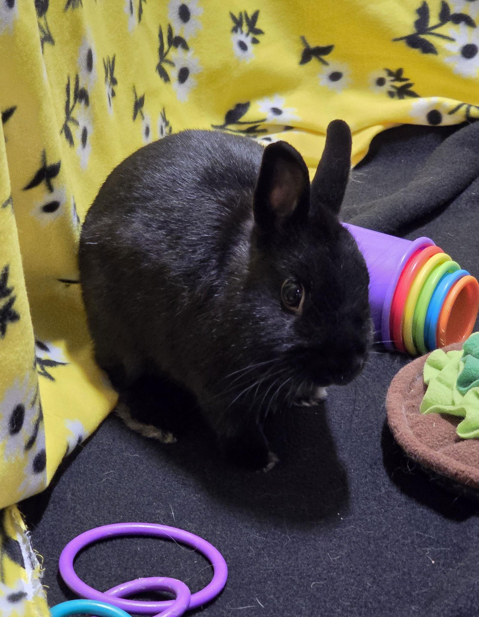Enlarge Pixel, a Adoptable Netherland Dwarf in Philadelphia, PA image 3/3
