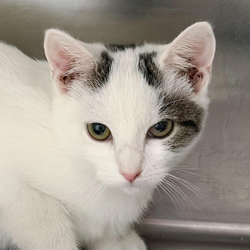 Sammy, Adoptable, Kitten Female Domestic Short Hair.