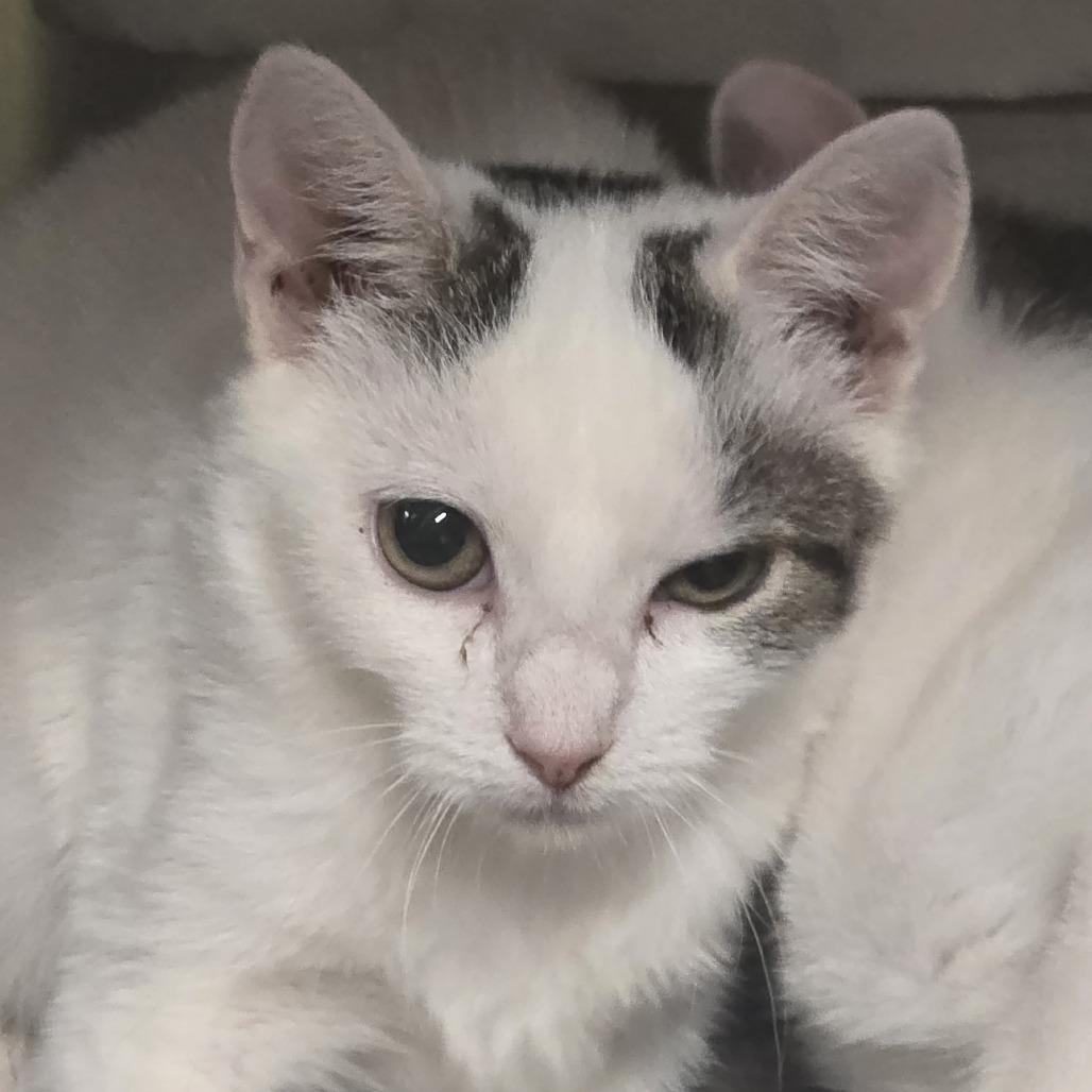 Enlarge Sammy, a Adoptable Domestic Short Hair in Kennebunk, ME image 2/2