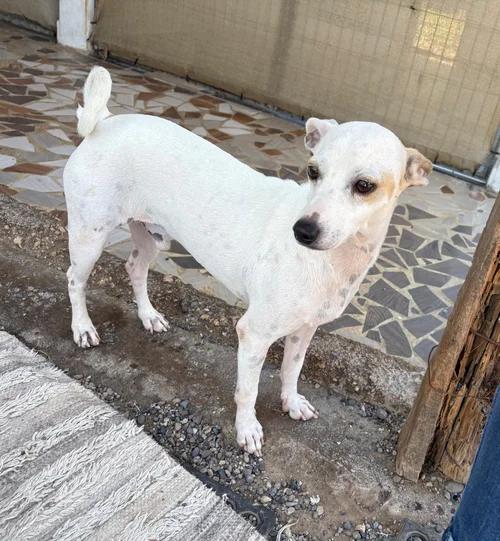 Tuco — thumbnail 2