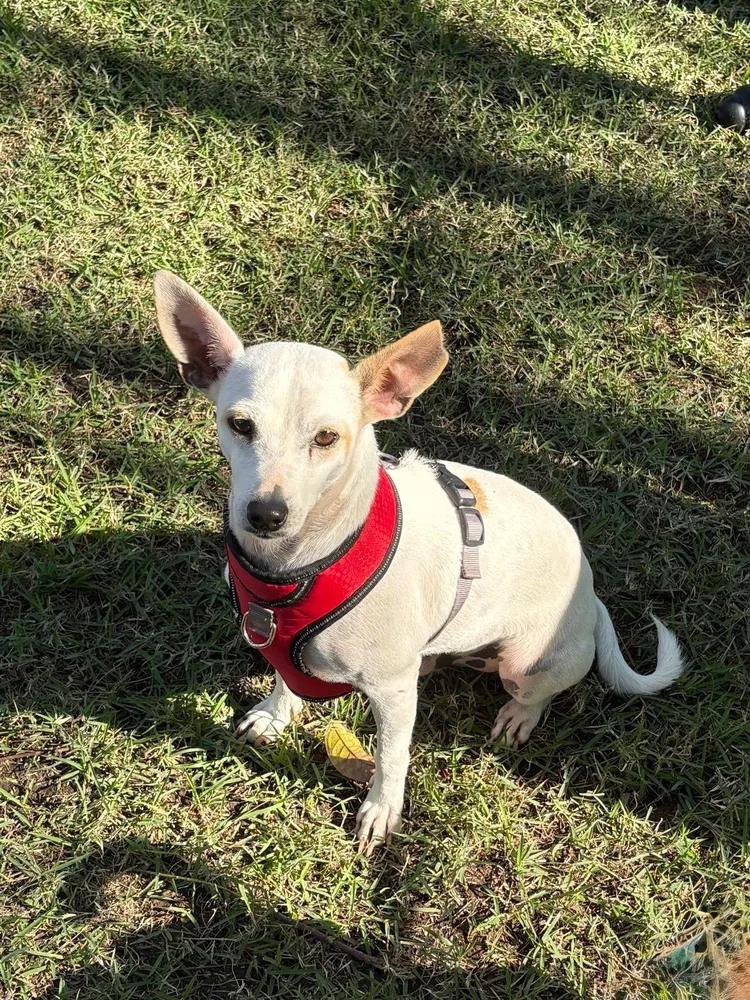 Tuco — thumbnail 4