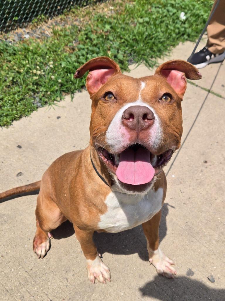 OTG, ADOPTABLE, Young Male Pit Bull Terrier.
