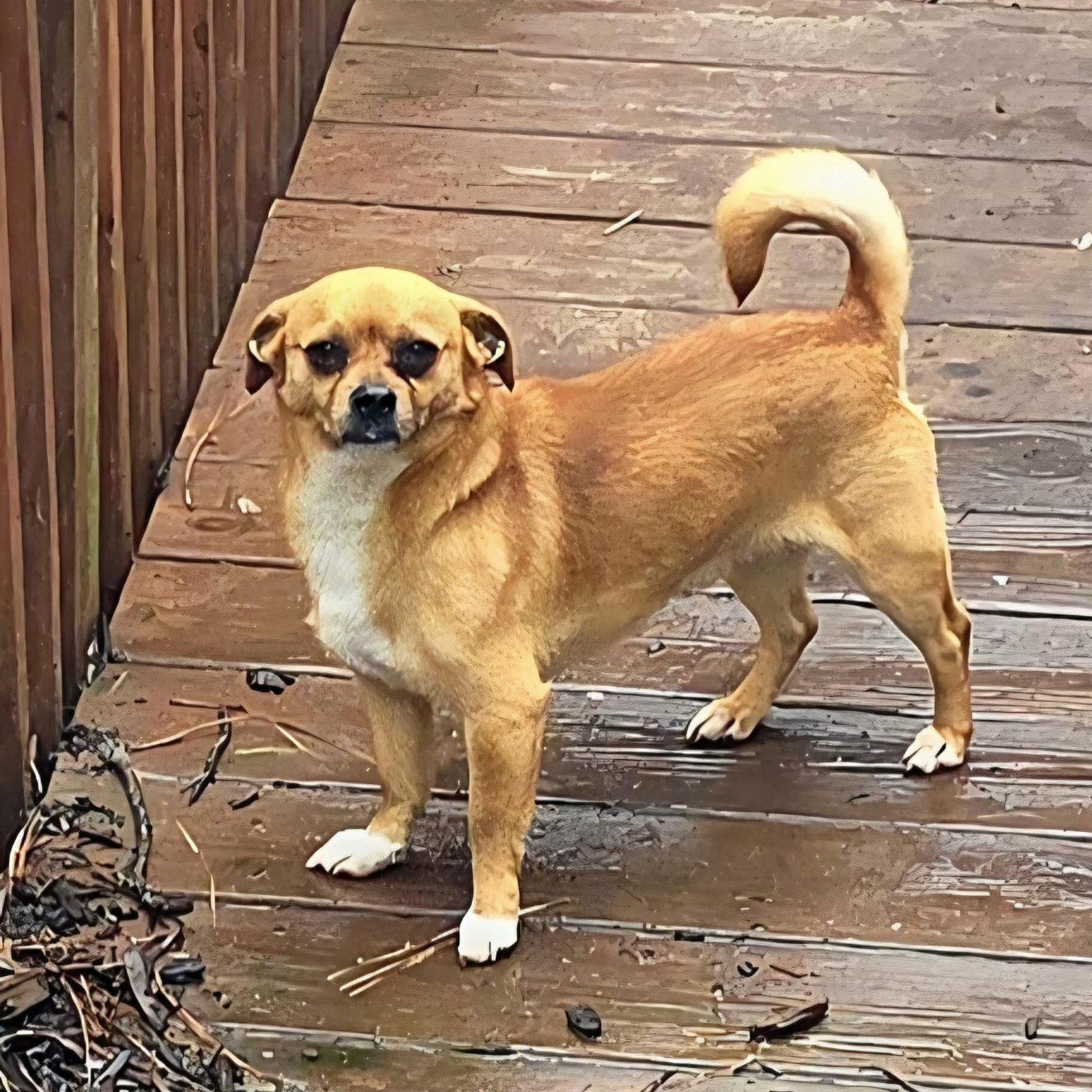 Enlarge Scrappy Doo, a Adoptable Chihuahua in Holly Springs, NC image 2/3
