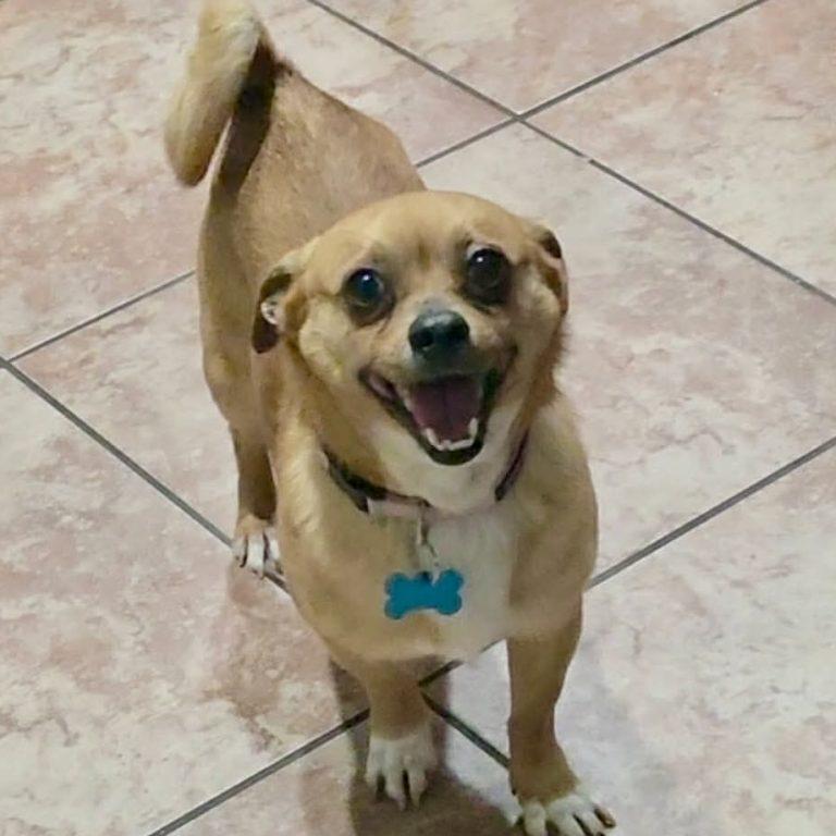 Enlarge Scrappy Doo, a Adoptable Chihuahua in Holly Springs, NC image 3/3