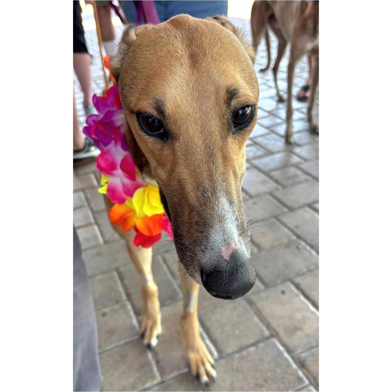 Imark Vulture (Vulture), Adoptable, Young Male Greyhound.