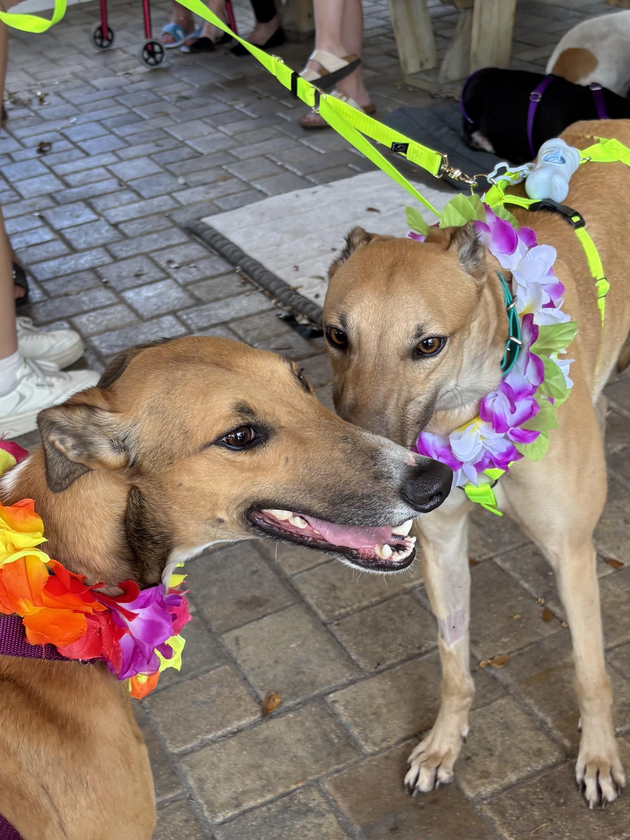 Enlarge Imark Vulture (Vulture), a Adoptable Greyhound in Tarpon Springs, FL image 1/3