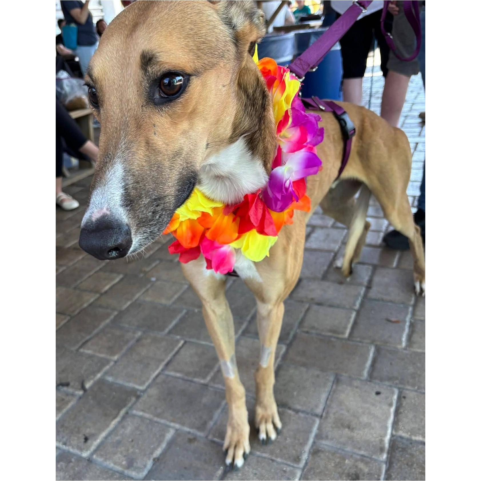 Enlarge Imark Vulture (Vulture), a Adopted Greyhound in Tarpon Springs, FL image 2/5