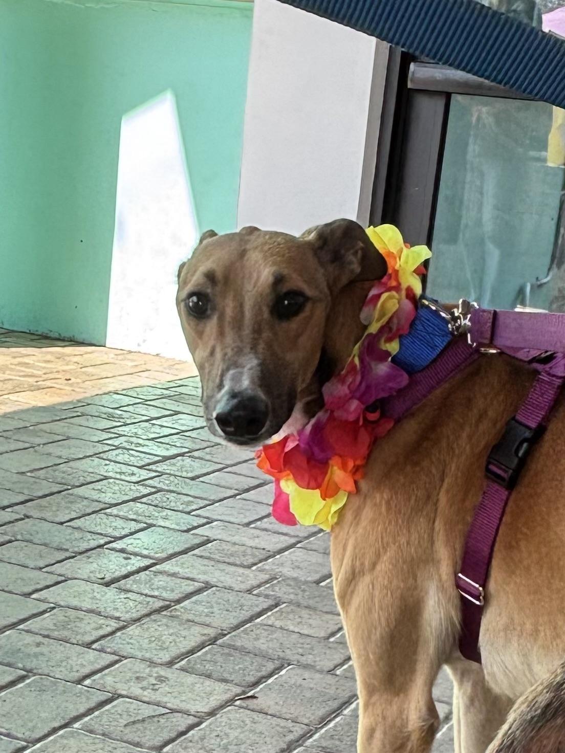 Enlarge Imark Vulture (Vulture), a Adoptable Greyhound in Tarpon Springs, FL image 2/3