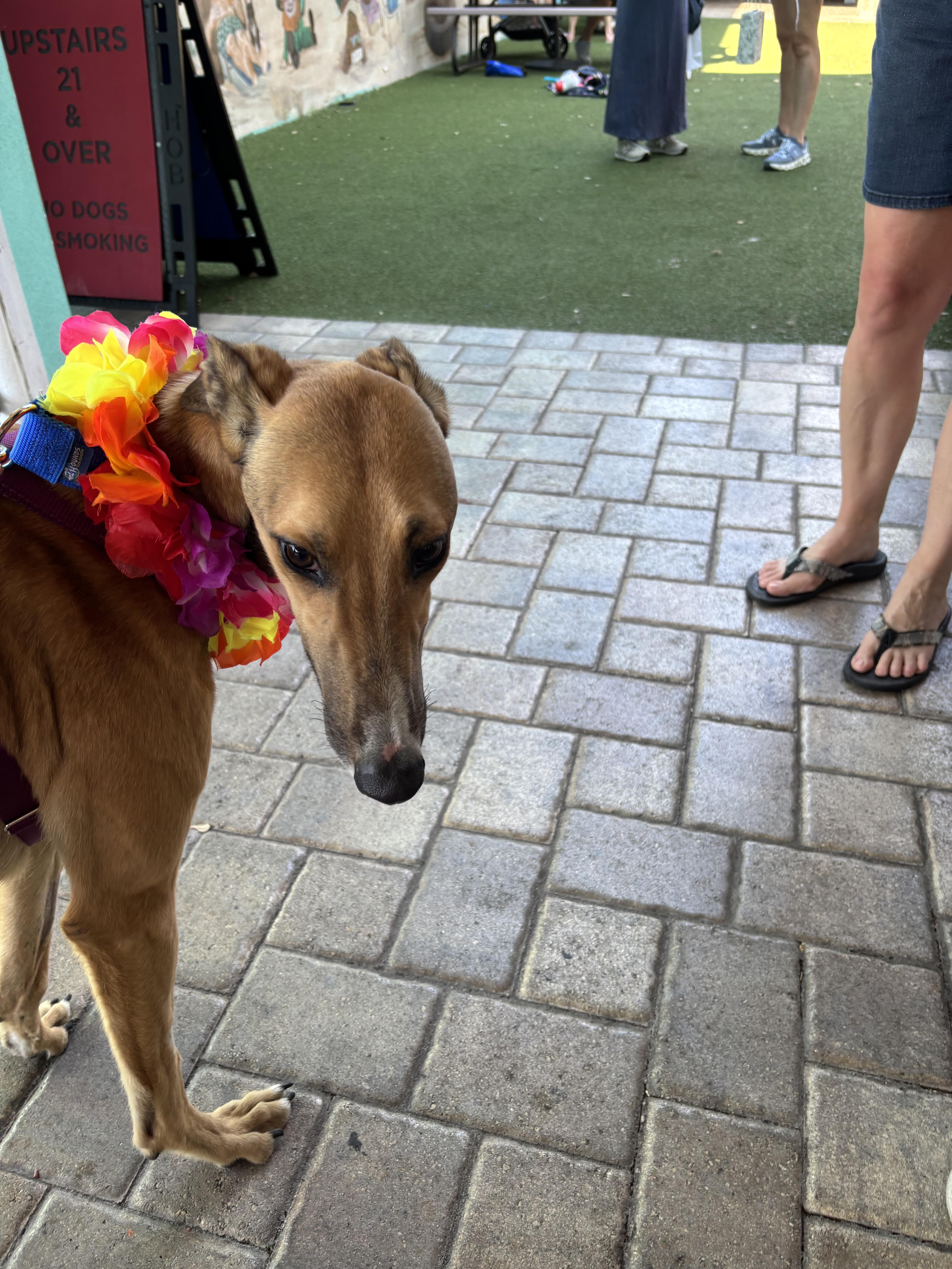Enlarge Imark Vulture (Vulture), a Adoptable Greyhound in Tarpon Springs, FL image 3/3