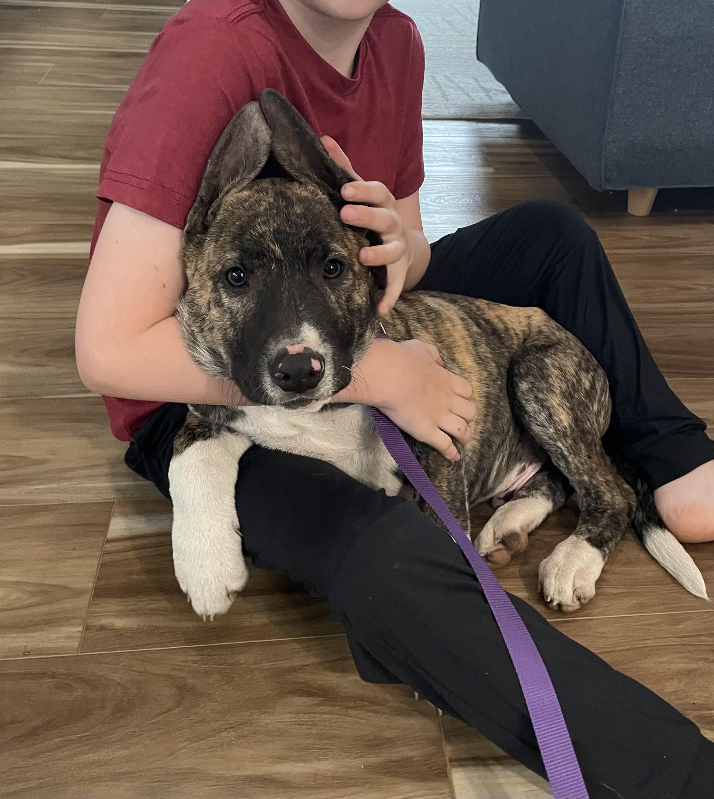 Ace, ADOPTABLE, Puppy Male German Shepherd Dog & Dutch Shepherd.
