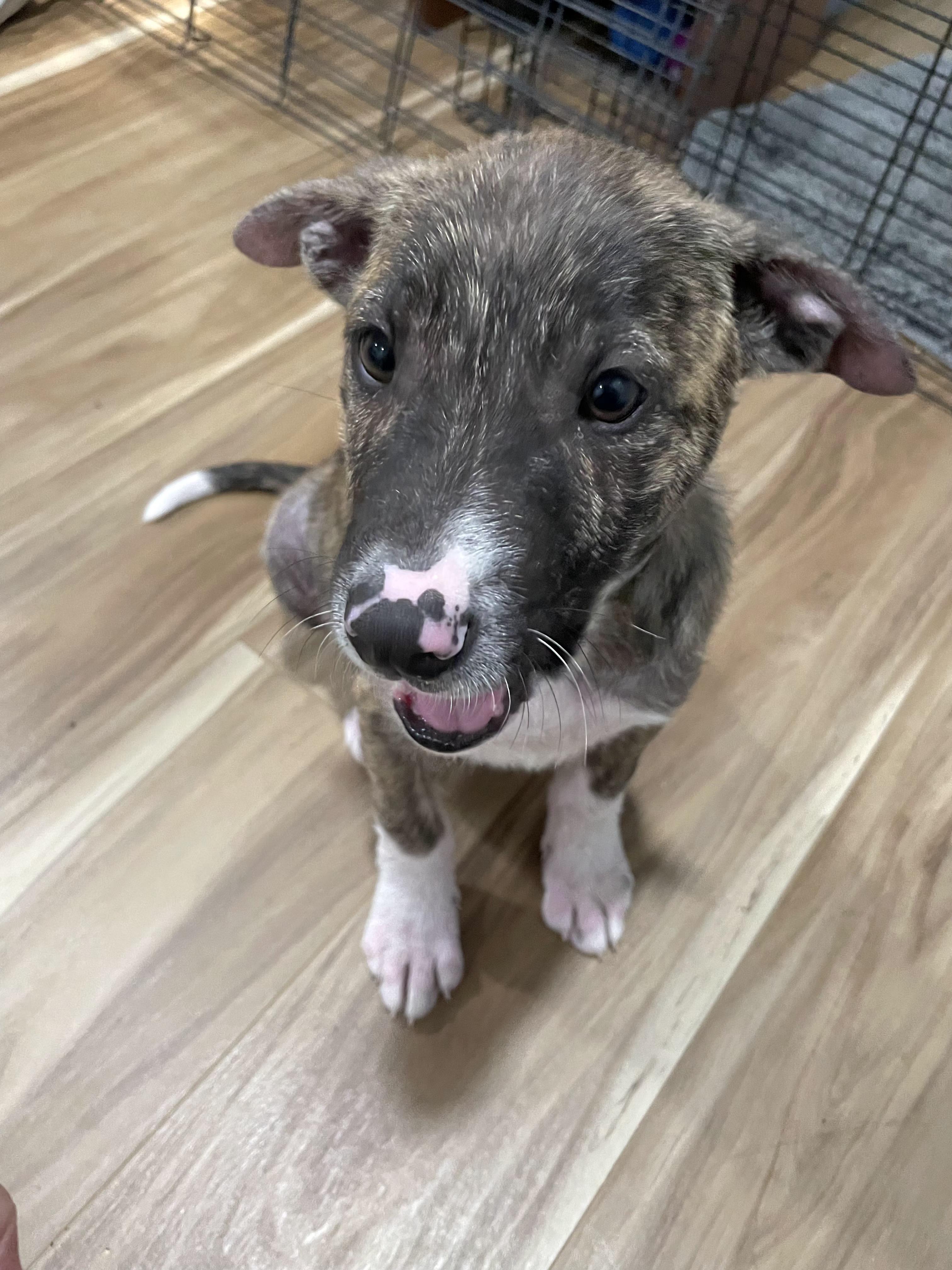 Enlarge Ace, a ADOPTABLE mixed breed in Tracy, CA image 2/5