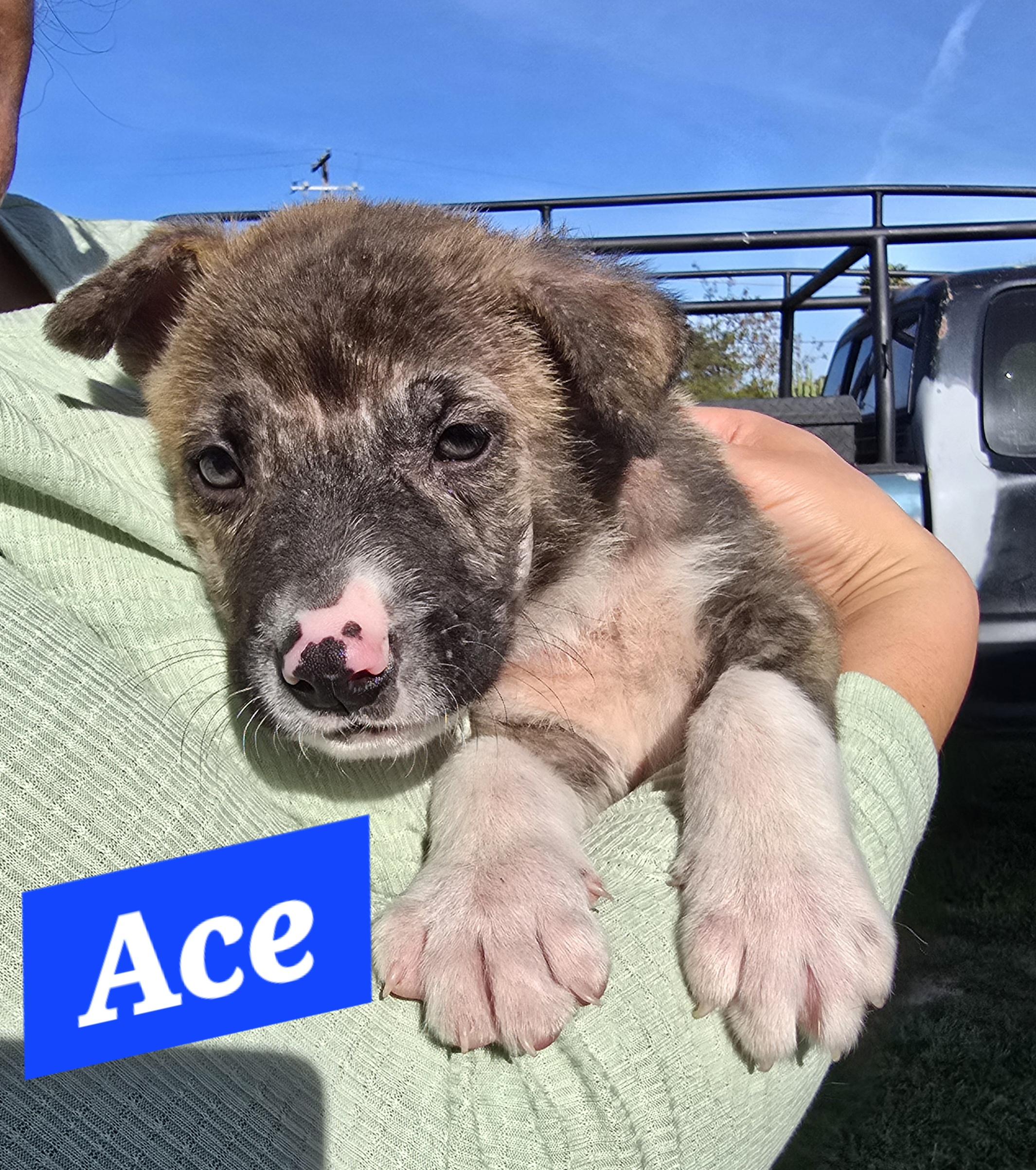 Enlarge Ace, a ADOPTABLE mixed breed in Tracy, CA image 3/5