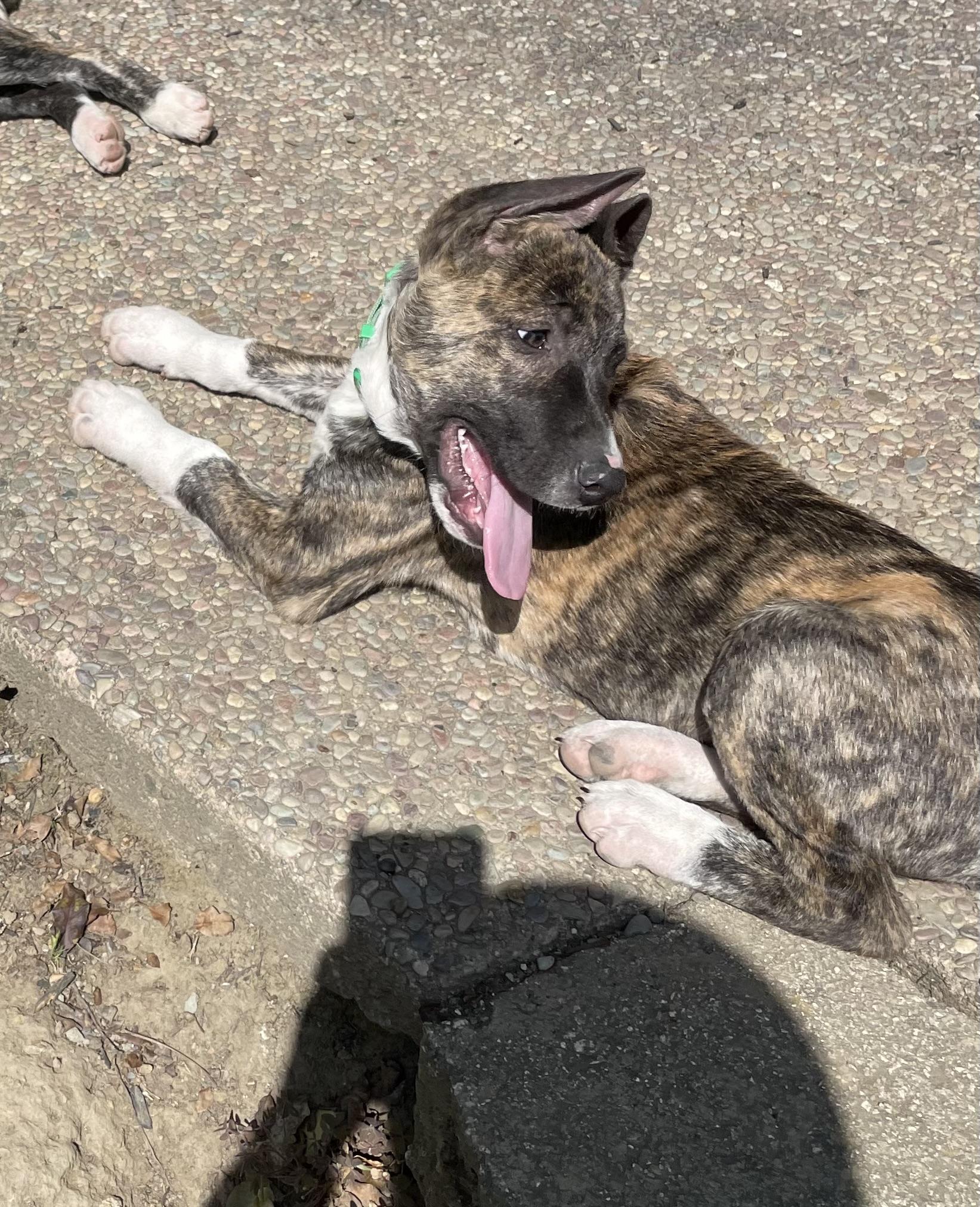 Enlarge Ace, a ADOPTABLE mixed breed in Tracy, CA image 2/4