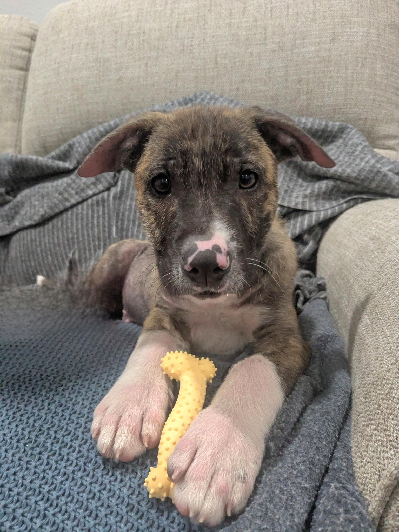 Ace, ADOPTABLE, Puppy Male German Shepherd Dog.