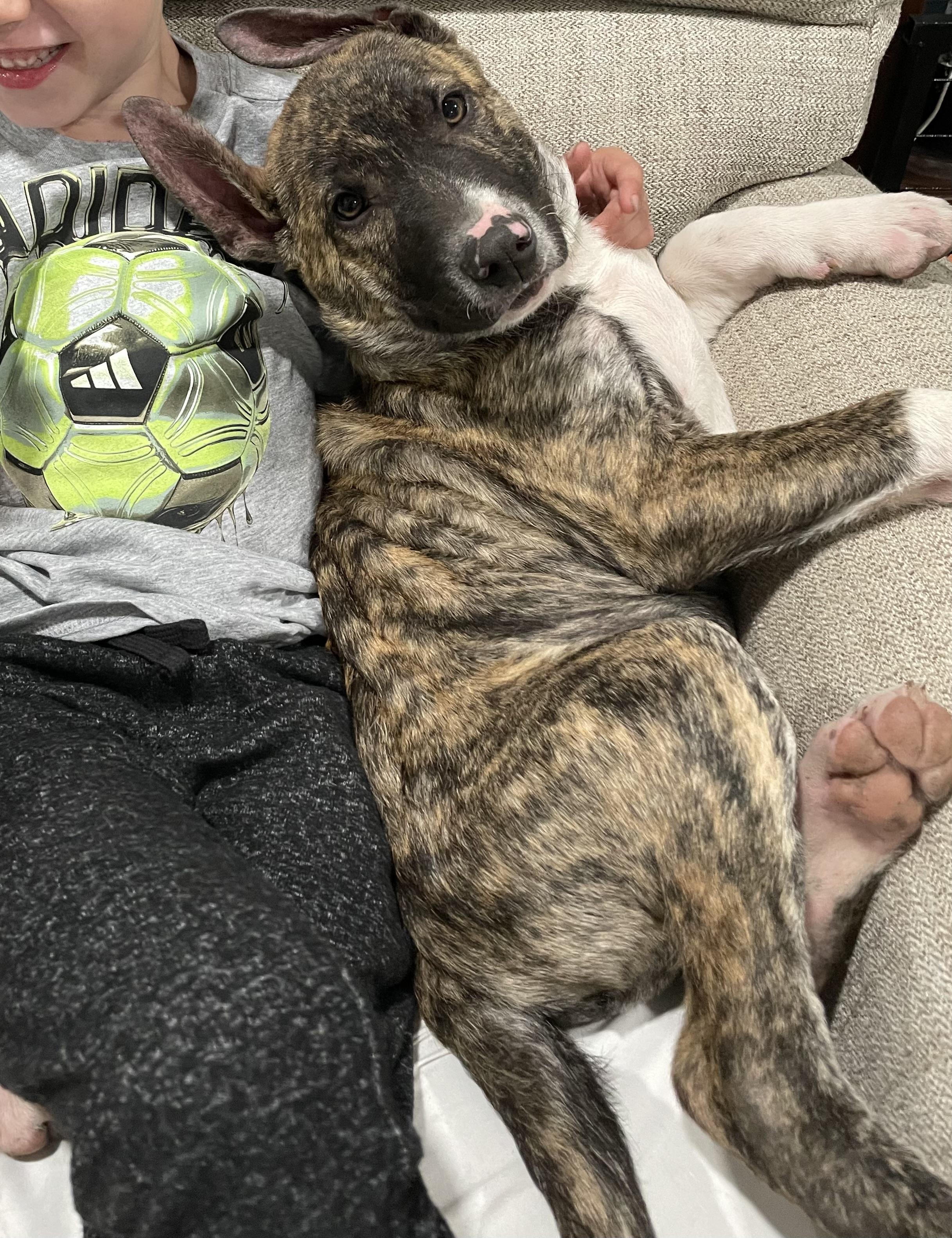 Enlarge Ace, a ADOPTABLE mixed breed in Tracy, CA image 4/4