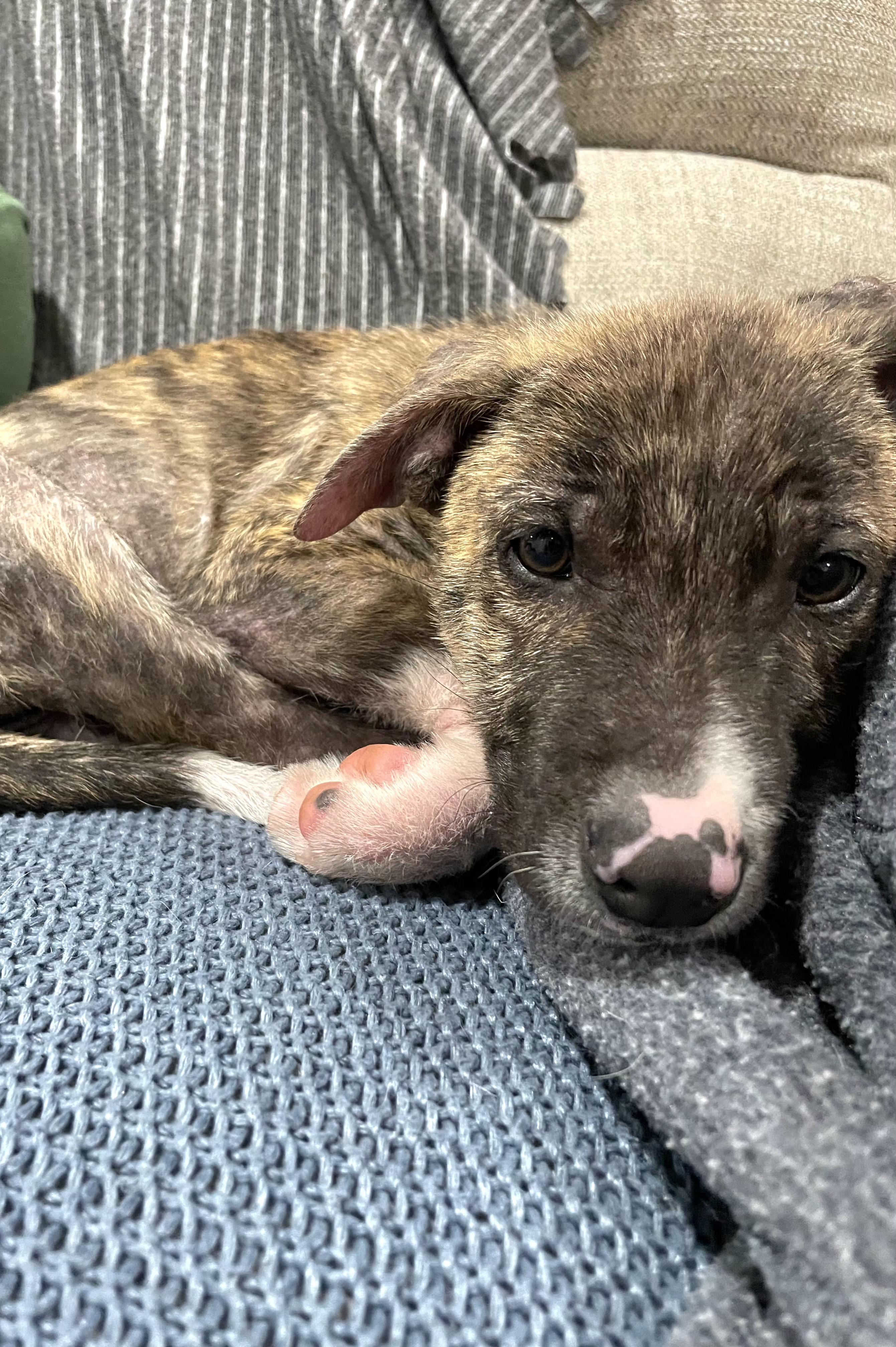 Enlarge Ace, a ADOPTABLE mixed breed in Tracy, CA image 5/5