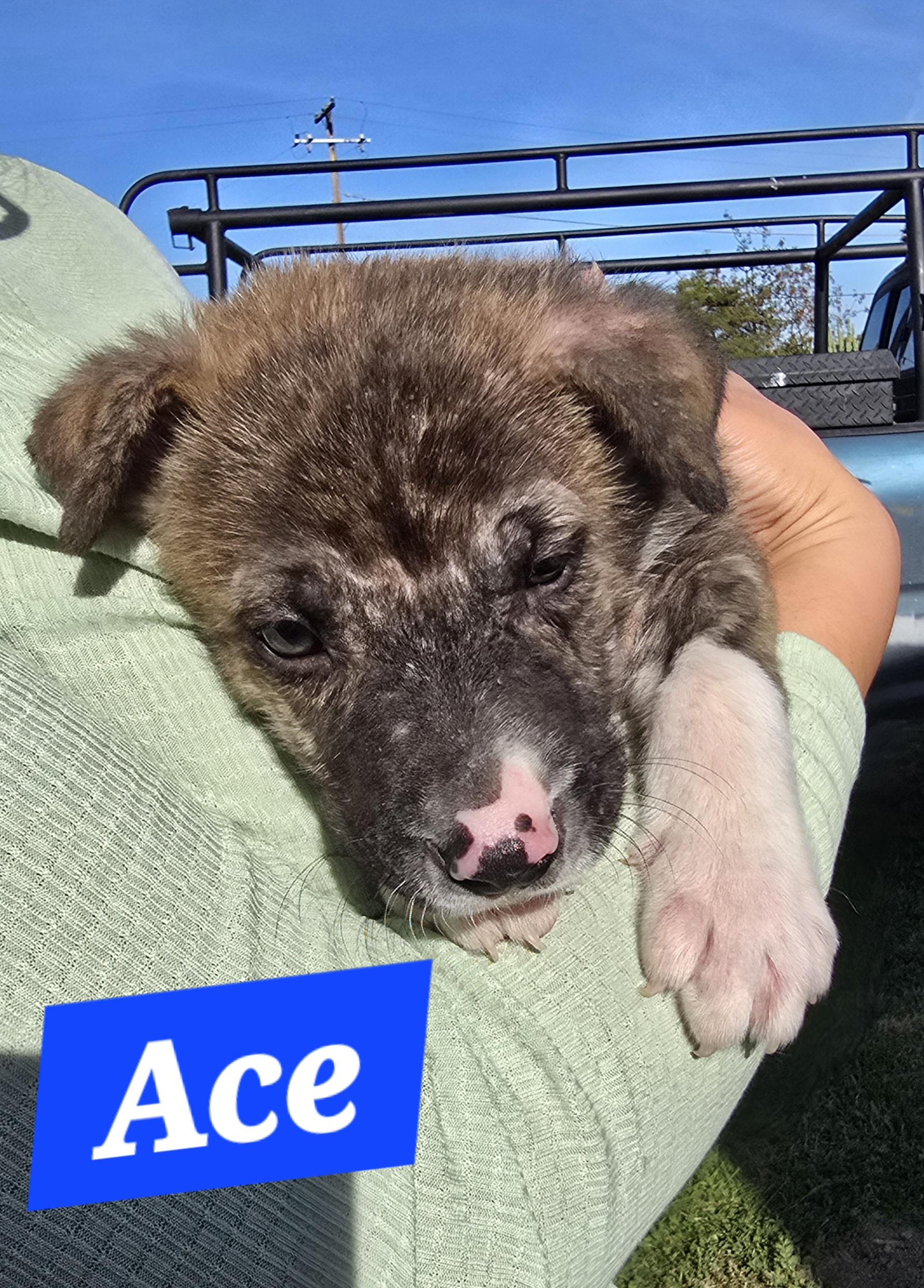 Enlarge Ace, a ADOPTABLE mixed breed in Tracy, CA image 4/5