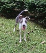Odie, ADOPTABLE, Young Male Australian Kelpie.