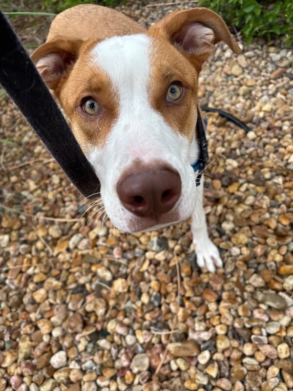 Malinski, a Adoptable Mixed Breed in Westminster, CO image 1/6