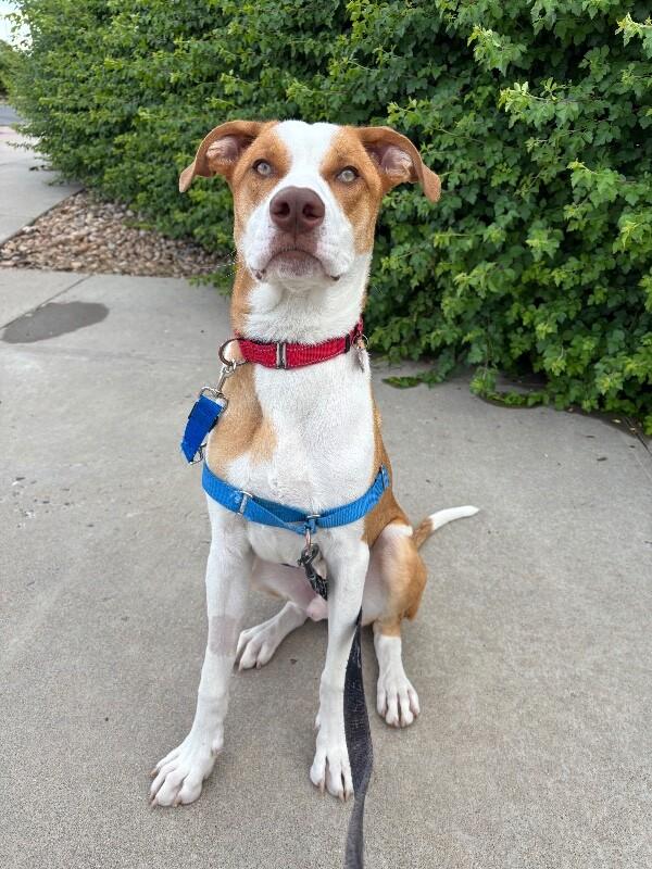 Malinski, a Adoptable Mixed Breed in Westminster, CO image 2/6