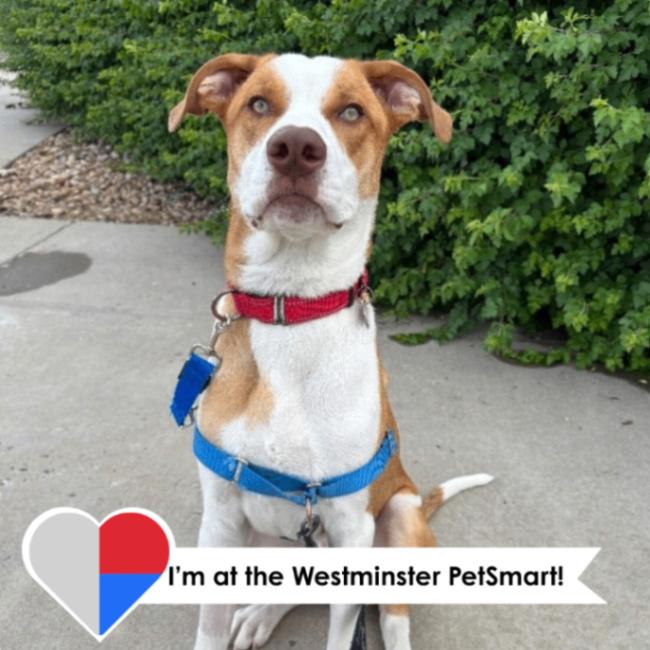 Malinski, a Adoptable Mixed Breed in Westminster, CO image 3/6