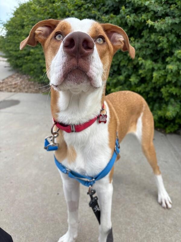 Malinski, a Adoptable Mixed Breed in Westminster, CO image 4/6