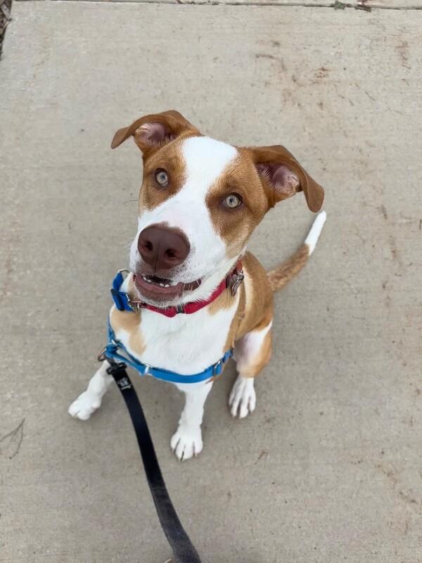 Malinski, a Adoptable Mixed Breed in Westminster, CO image 5/6
