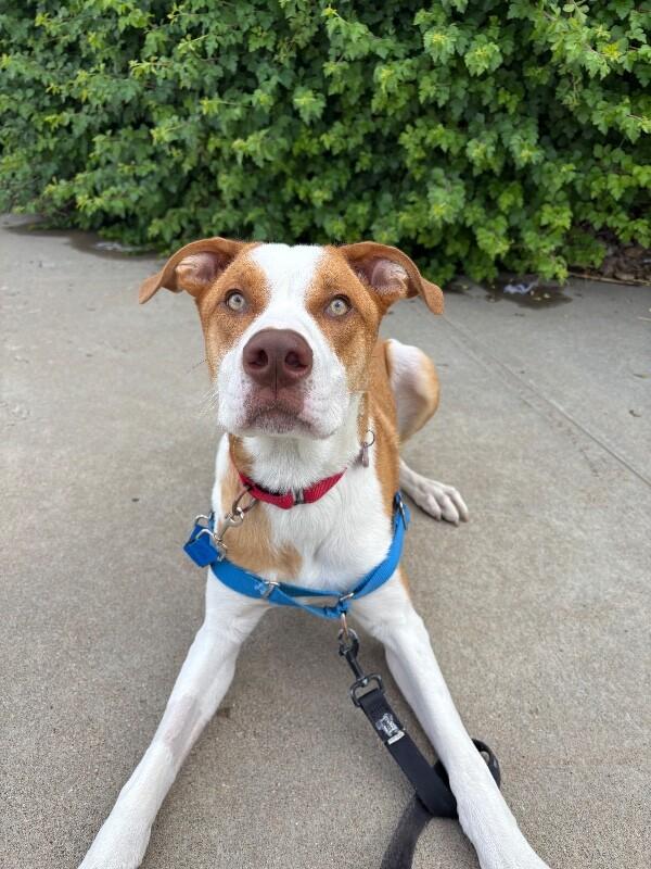 Malinski, a Adoptable Mixed Breed in Westminster, CO image 6/6