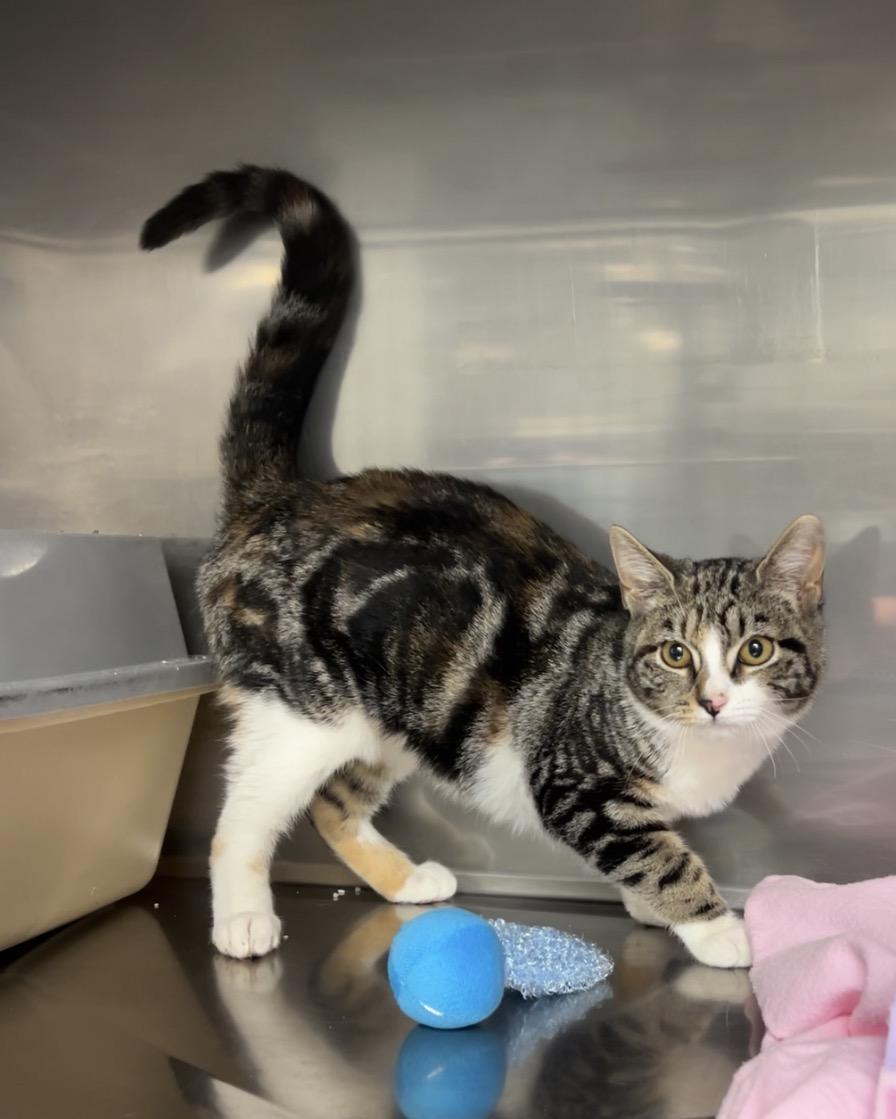 Mahi Mahi , Adoptable, Kitten Female Domestic Short Hair & Calico.