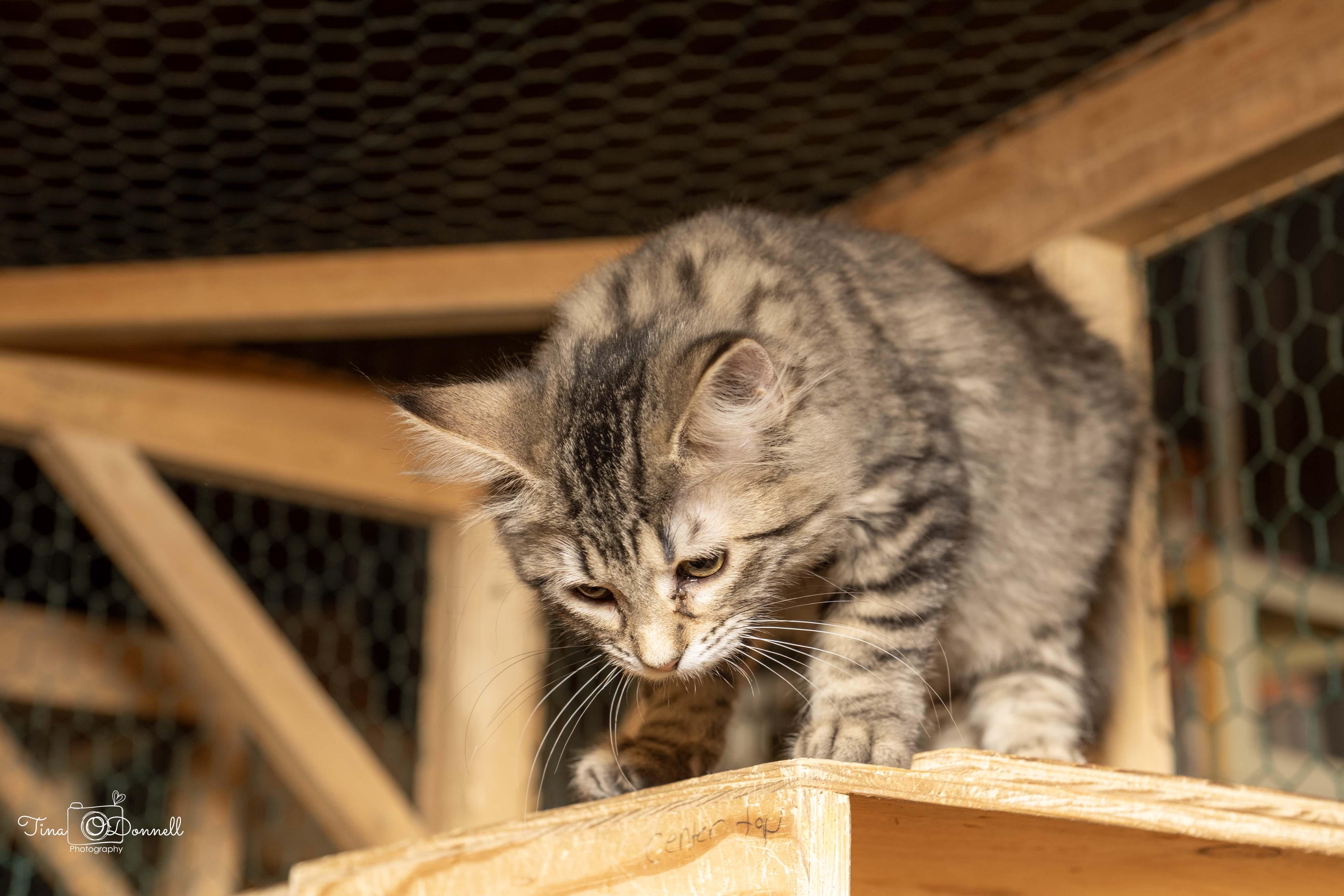 Camas, adopted, Young Female Tabby.