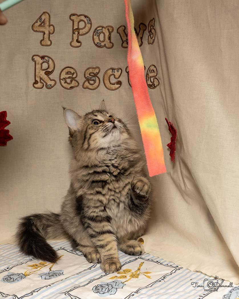 Camas, an adopted Tabby in Cardwell, MT image 2/3