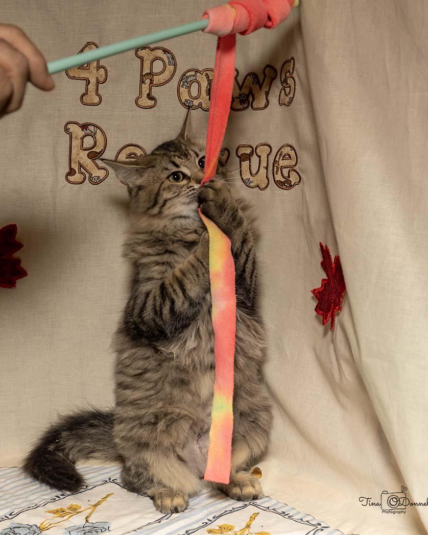 Camas, an adopted Tabby in Cardwell, MT image 3/3