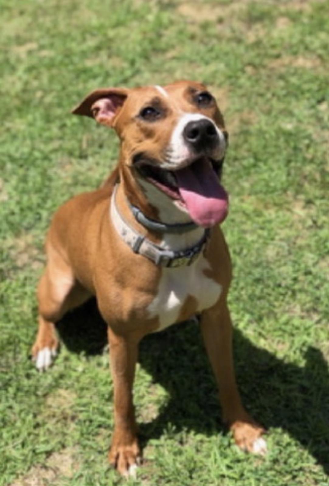 Harper, ADOPTABLE, Adult Female Mixed Breed.