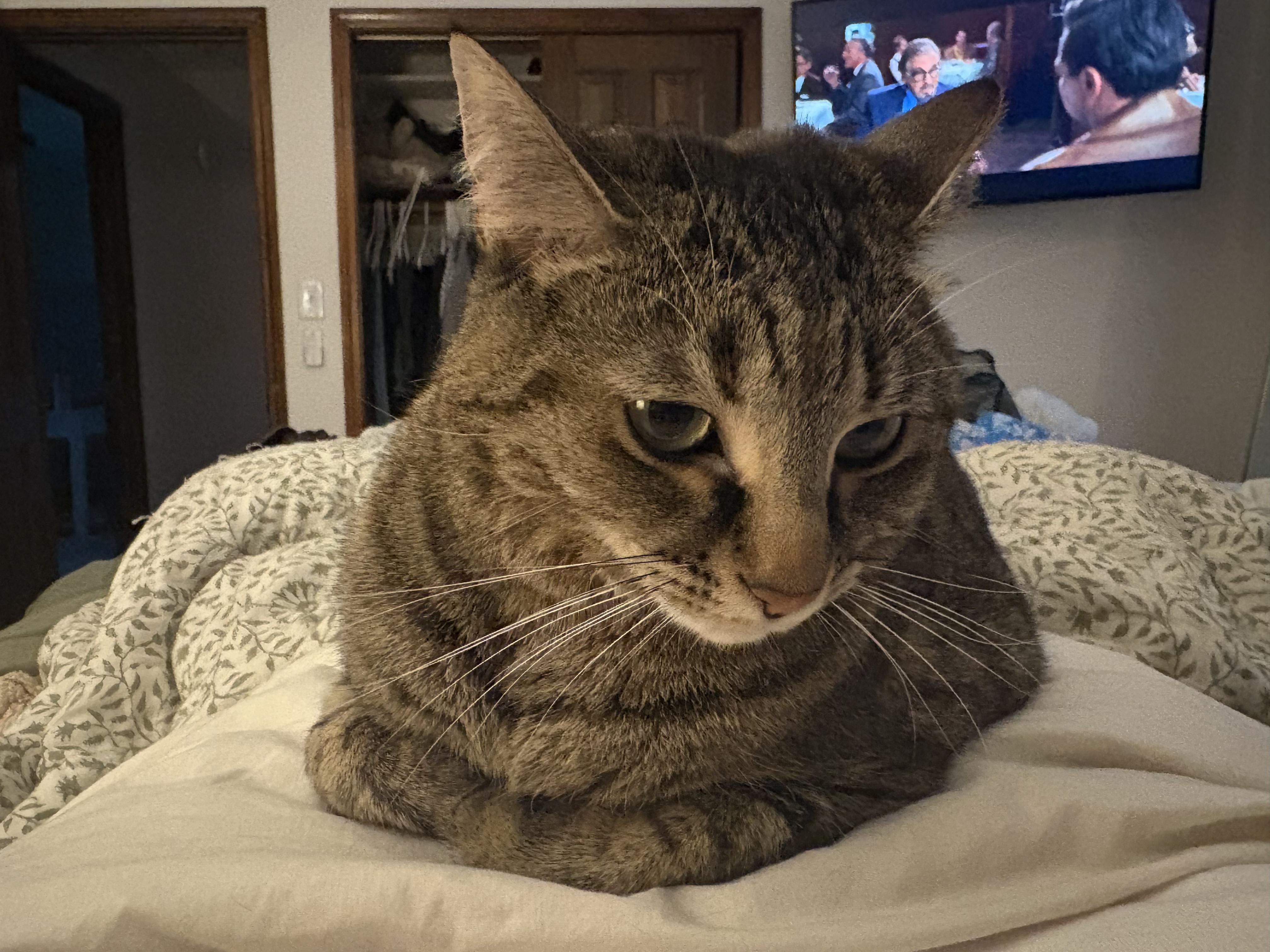 Enlarge Herron, a ADOPTABLE Domestic Short Hair in Indianapolis, IN image 6/6