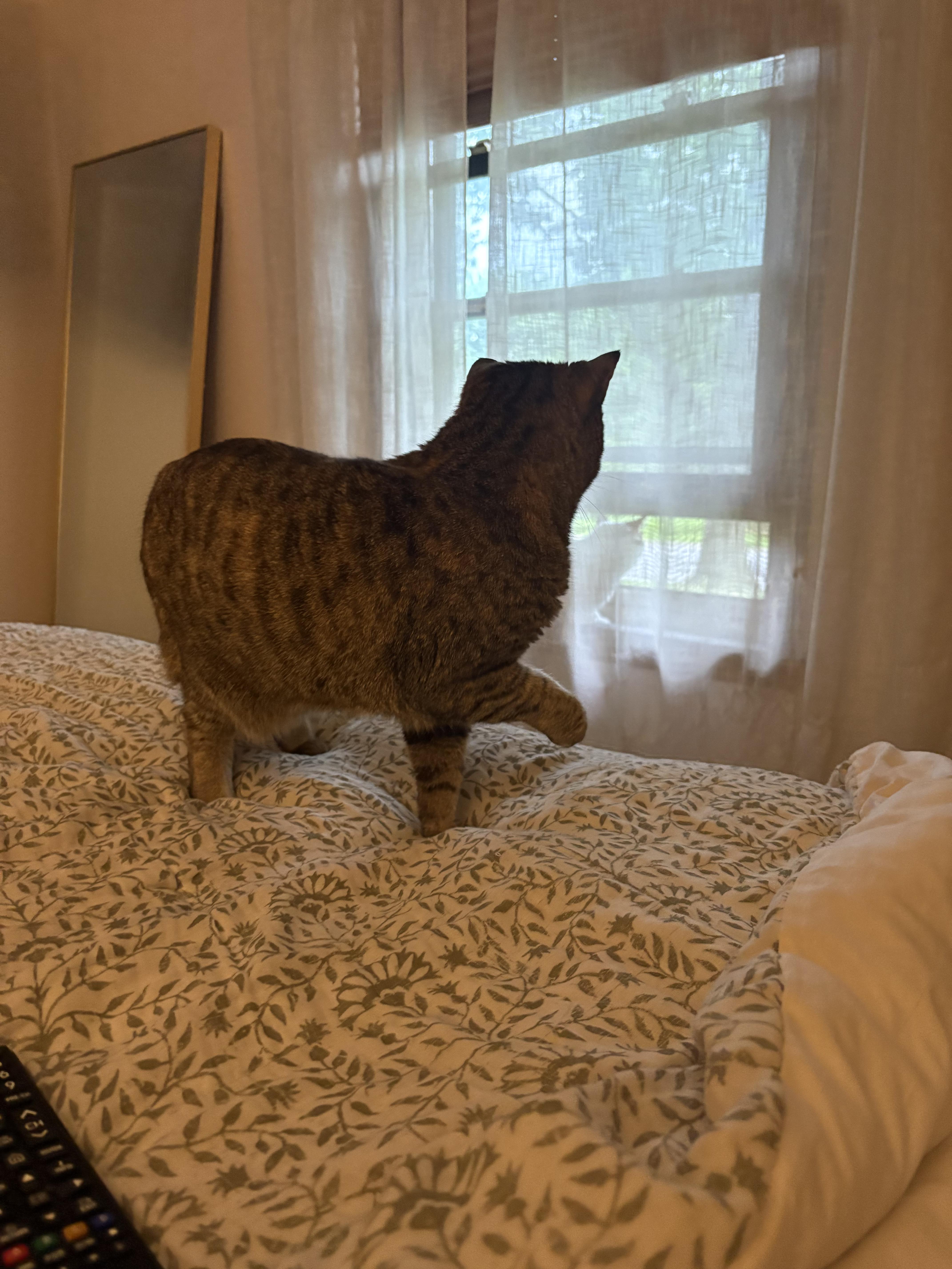 Enlarge Herron, a ADOPTABLE Domestic Short Hair in Indianapolis, IN image 2/6
