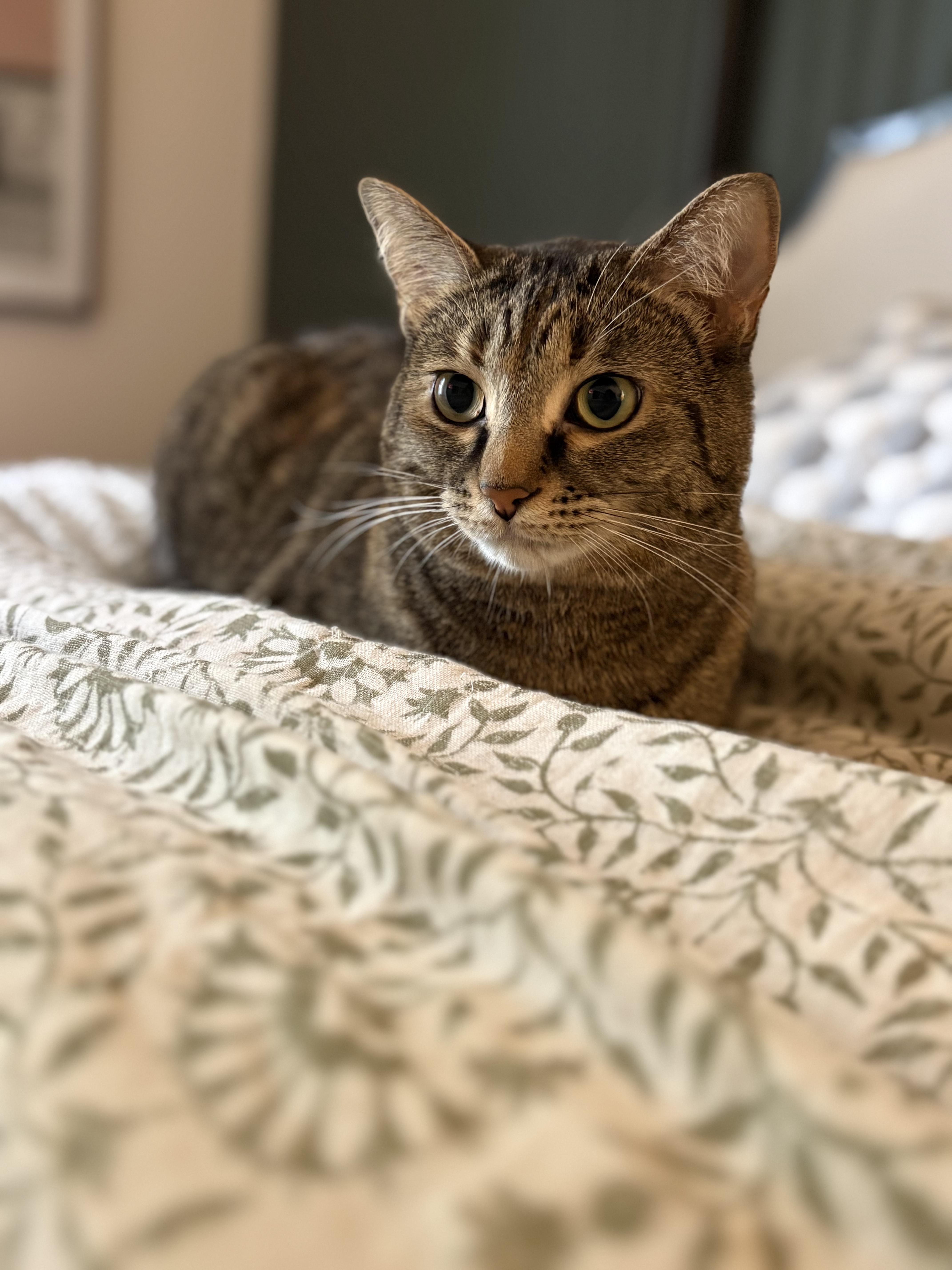 Enlarge Herron, a ADOPTABLE Domestic Short Hair in Indianapolis, IN image 5/6